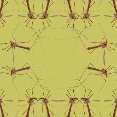 Crane Fly - Pistachio